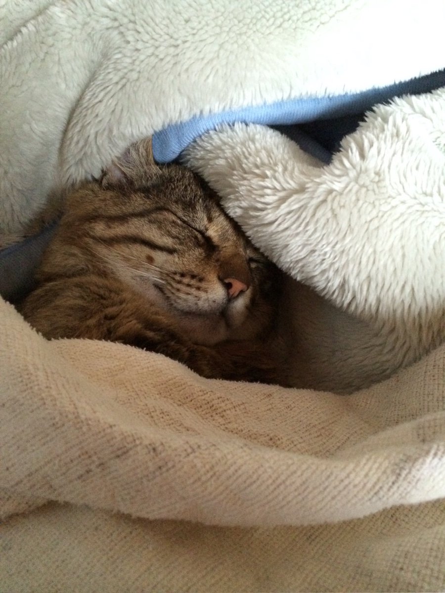 catACEROLA's tweet photo. 雷鳴➕雨
お外で暮らす猫様方は大丈夫だろうか
雨宿りをきっかけにウチのコになった元ボス猫を思い出す
君に託された息子たちも14歳になったよ　
ウチの近くで困ってるコがいたらお空のNNNであそこの家なら…と導いてあげてねー https://t.co/82dS37JW0b