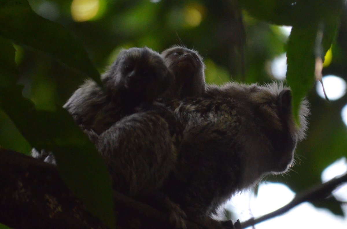 bizibs's tweet photo. saguizinhos e mamae #fofuratwt #familiatwt #toucompreguicadeeditar https://t.co/HBUmc8PdaR