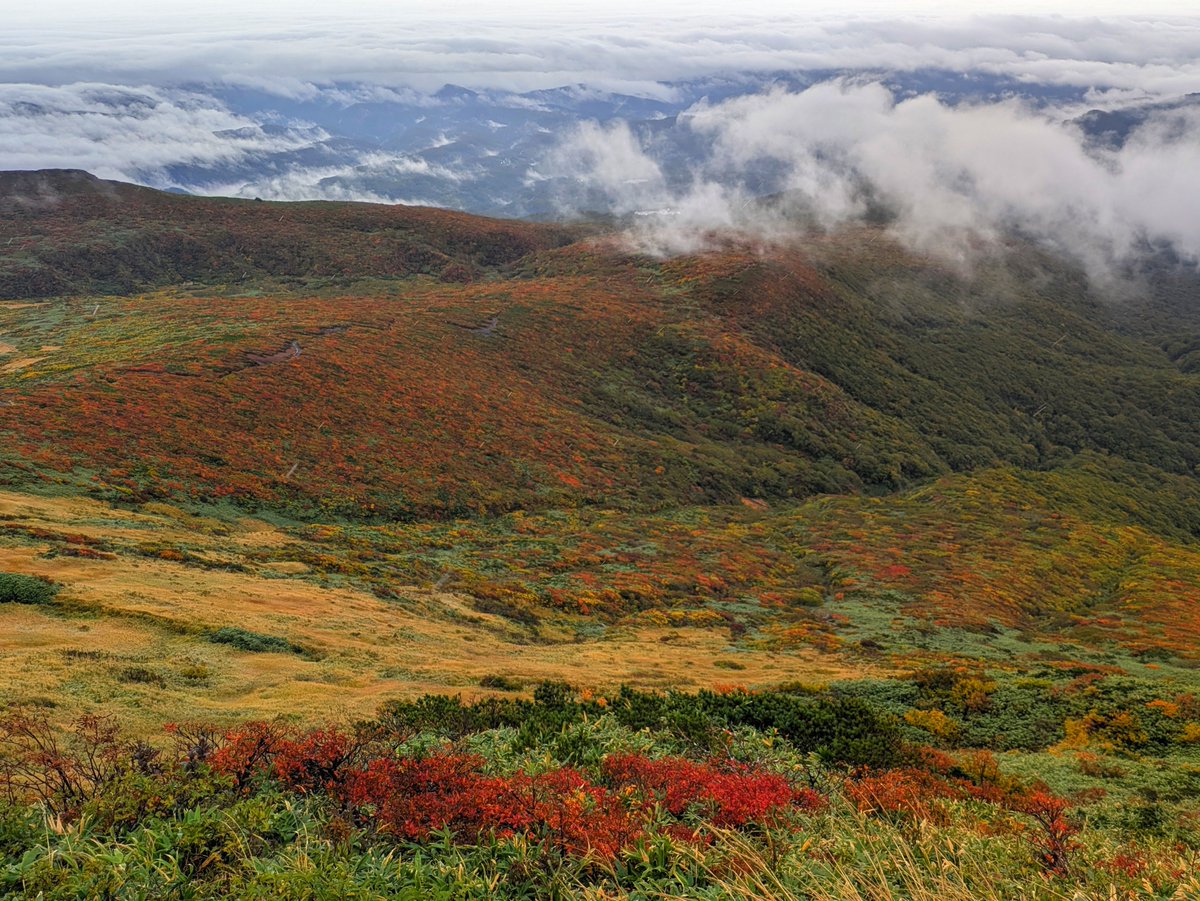 kerela9ma's tweet photo. 東北紅葉登山🍁day1
☔栗駒山☔山頂ついたら10分くらい雨が止んでガスが晴れた！神！
まだピーク前らしいですが、美しすぎる神の絨毯…🥹 https://t.co/Xr4nAqxAqW