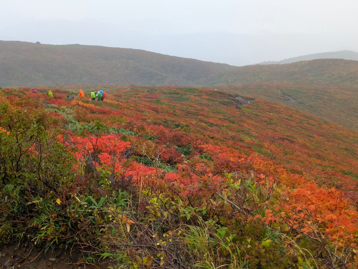 kerela9ma's tweet photo. 東北紅葉登山🍁day1
☔栗駒山☔山頂ついたら10分くらい雨が止んでガスが晴れた！神！
まだピーク前らしいですが、美しすぎる神の絨毯…🥹 https://t.co/Xr4nAqxAqW