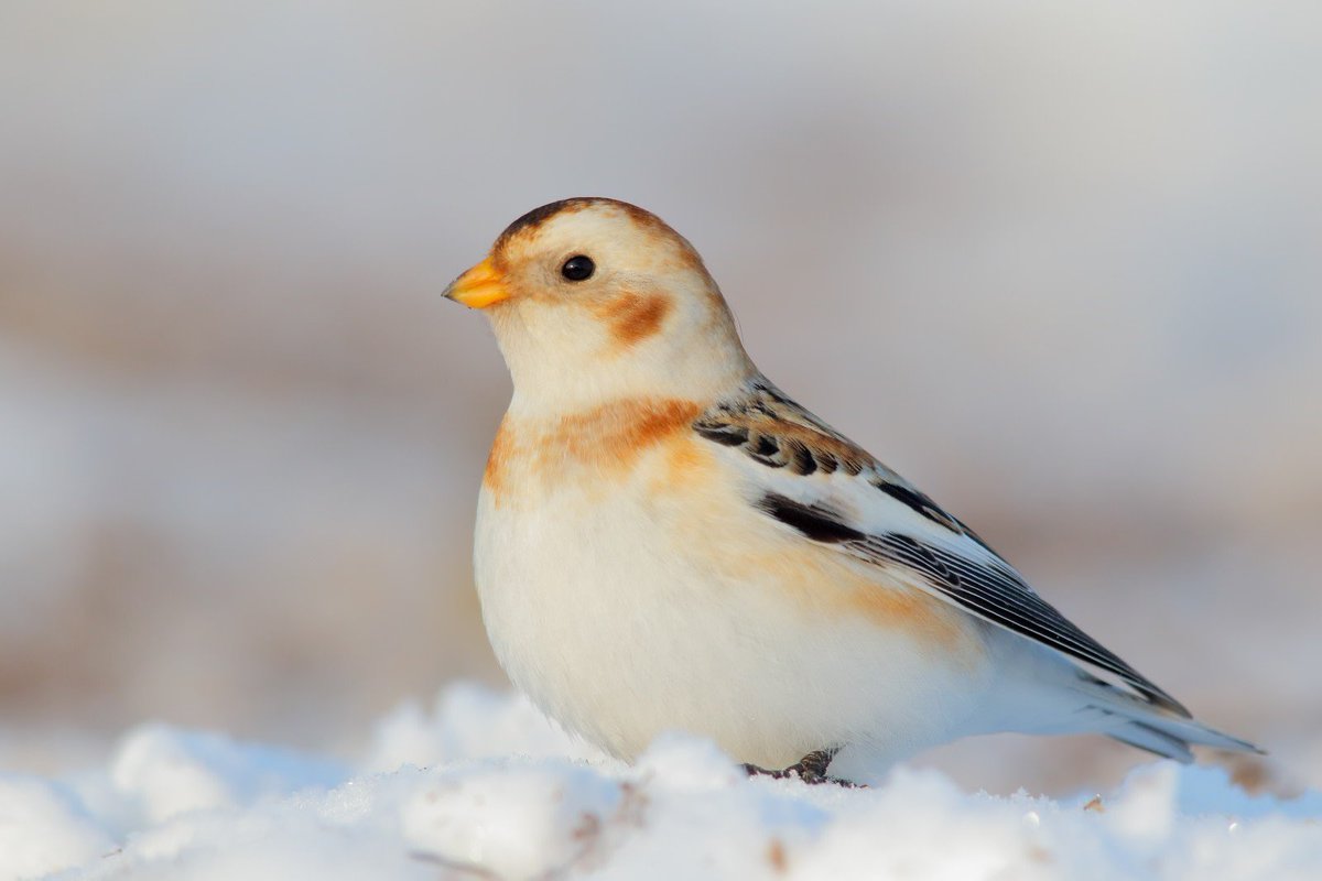 BuhosNo's tweet photo. Escribano nival (Plectrophenax nivalis)

Paseriforme de la familia Emberizidae habitante del ártico. Hay pequeñas poblaciones aisladas en los picos de las montañas en la región nórdica, incluyendo Escocia y en las Montañas San Elías en la frontera sur de Alaska https://t.co/JPfvhlwM17