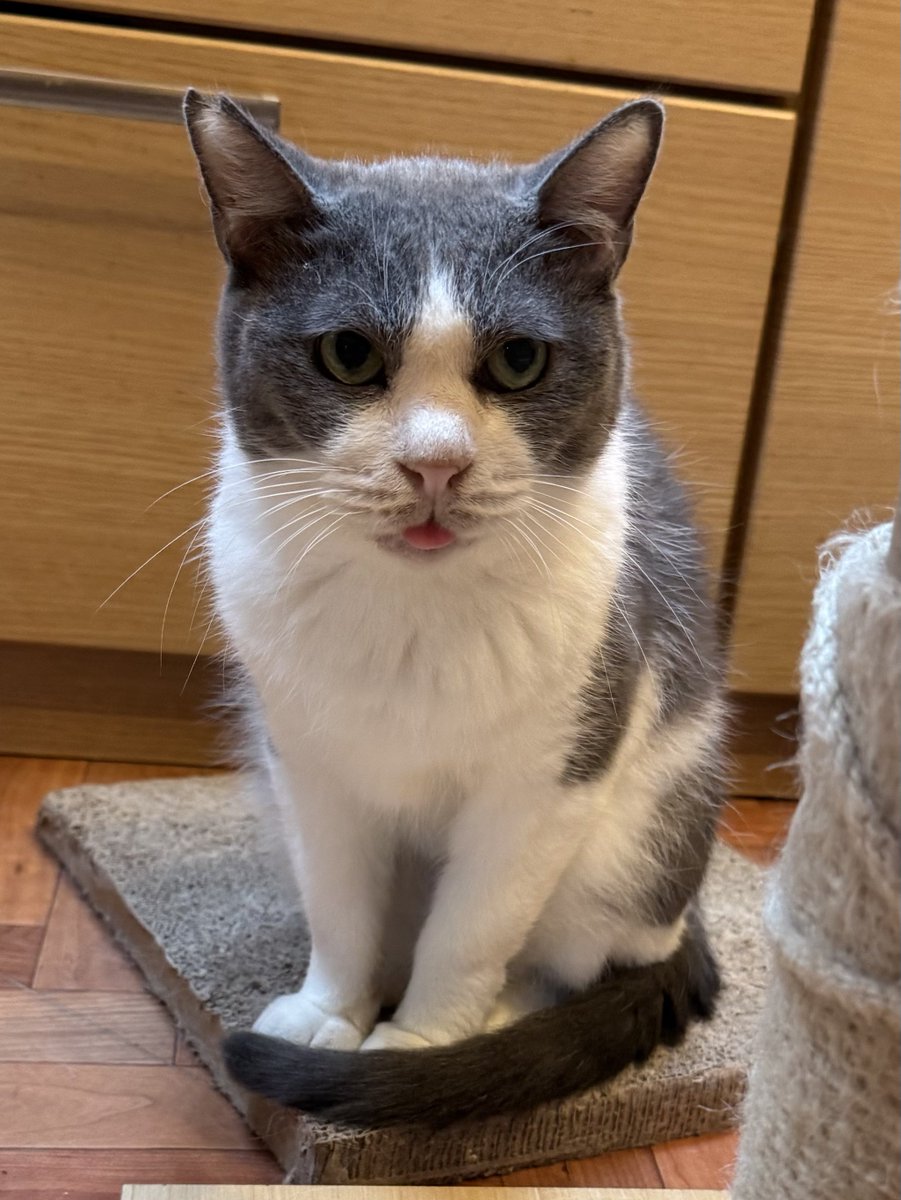 mitoconcon's tweet photo. 家庭内野良猫ちゃんの日常。

人間「舌出てる！可愛いね！」
猫「うるせぇ！シャー！」

バーニングラヴ。。 https://t.co/qoHOGhpwEK