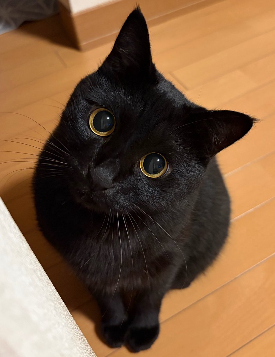 uni_kuroneko's tweet photo. 良い子にしてたよ。⭐️

#黒猫 https://t.co/ySzHCv8Jsf