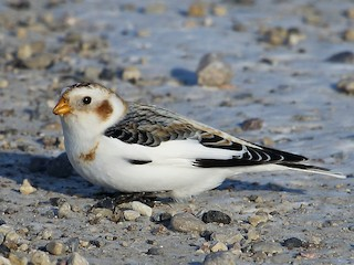 BuhosNo's tweet photo. Escribano nival (Plectrophenax nivalis)

Paseriforme de la familia Emberizidae habitante del ártico. Hay pequeñas poblaciones aisladas en los picos de las montañas en la región nórdica, incluyendo Escocia y en las Montañas San Elías en la frontera sur de Alaska https://t.co/JPfvhlwM17