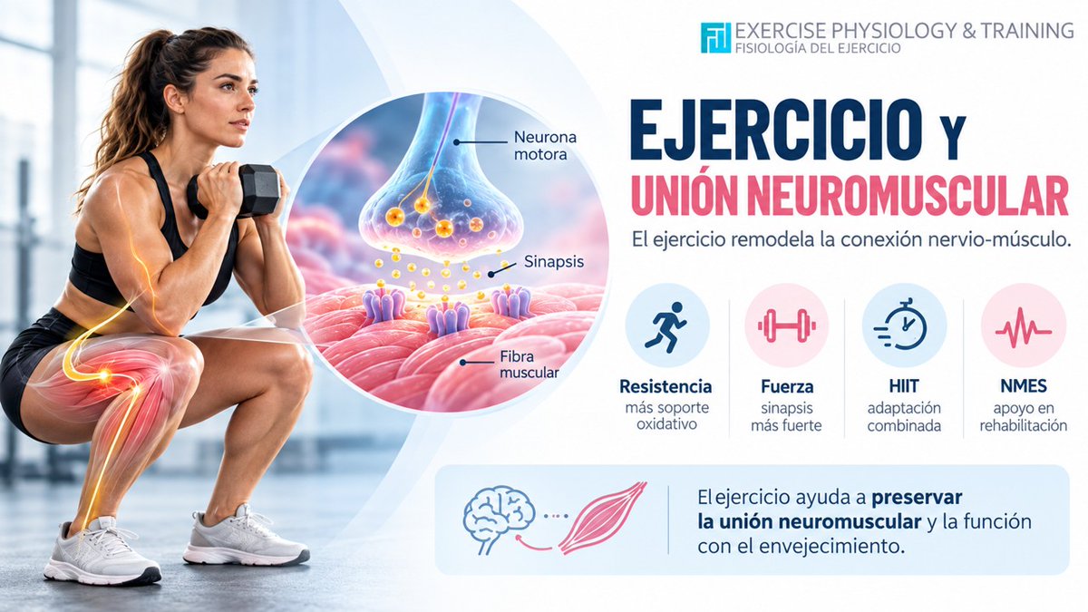ChicharroJL's tweet photo. LA UNIÓN NEUROMUSCULAR TAMBIÉN ENTRENA: CÓMO EL EJERCICIO REMODELA LA CONEXIÓN ENTRE NERVIO Y MÚSCULO
La unión neuromuscular es el punto de comunicación entre la neurona motora y la fibra muscular. Durante mucho tiempo se consideró una estructura relativamente estable, pero hoy sabemos que es una sinapsis altamente dinámica, capaz de modificar su organización y funcionamiento en respuesta al ejercicio.
Esta revisión integra evidencia molecular, estudios de imagen, modelos experimentales y trabajos en humanos para explicar cómo distintas modalidades de entrenamiento remodelan la unión neuromuscular.
El entrenamiento de resistencia aeróbica parece favorecer especialmente el soporte oxidativo, la eficiencia energética y la resistencia a la fatiga. El entrenamiento de fuerza, por su parte, refuerza los sitios de liberación presináptica y mejora la organización de la placa motora postsináptica. El HIIT combina características de ambas adaptaciones, mientras que la estimulación eléctrica neuromuscular puede ayudar a preservar la transmisión cuando la activación voluntaria está limitada, aunque sus efectos dependen de la dosis aplicada.
Uno de los conceptos más interesantes es que estas adaptaciones no afectan únicamente al músculo. El ejercicio modifica también la propia neurona motora, favoreciendo su excitabilidad, el suministro energético al axón y el mantenimiento de la sinapsis.
En este proceso participan factores neurotróficos derivados del músculo y señales dependientes de la actividad que convergen sobre reguladores como PGC-1α, conectando metabolismo muscular, función neuronal y estabilidad sináptica.
Además, las células de Schwann perisinápticas y la matriz extracelular dejan de entenderse como simples estructuras de soporte. Actúan como una auténtica unidad glio-matricial, participando activamente en la reparación, mantenimiento y remodelación de la unión neuromuscular.
La revisión introduce también el concepto de “metabolic priming”: el ejercicio prepara metabólicamente la sinapsis favoreciendo el transporte mitocondrial, la síntesis local de proteínas y los sistemas de control de calidad celular. Esto proporciona la energía y los componentes necesarios para que la unión neuromuscular pueda adaptarse repetidamente al entrenamiento.
Estas respuestas podrían ayudar a explicar por qué el ejercicio contribuye a preservar la integridad neuromuscular durante el envejecimiento y por qué puede ser una herramienta relevante en rehabilitación. (https://t.co/eNY5u8EaW4)
Qu H, Li J, Feng J, Chen JA. Exercise-driven neuromuscular junction plasticity: integrating motor-neuron adaptation, synaptic remodeling, and glial support. Neuroscience. 2026 Sep 26:S0306-4522(26)00648-2. doi: 10.1016/j.neuroscience.2026.09.037.
