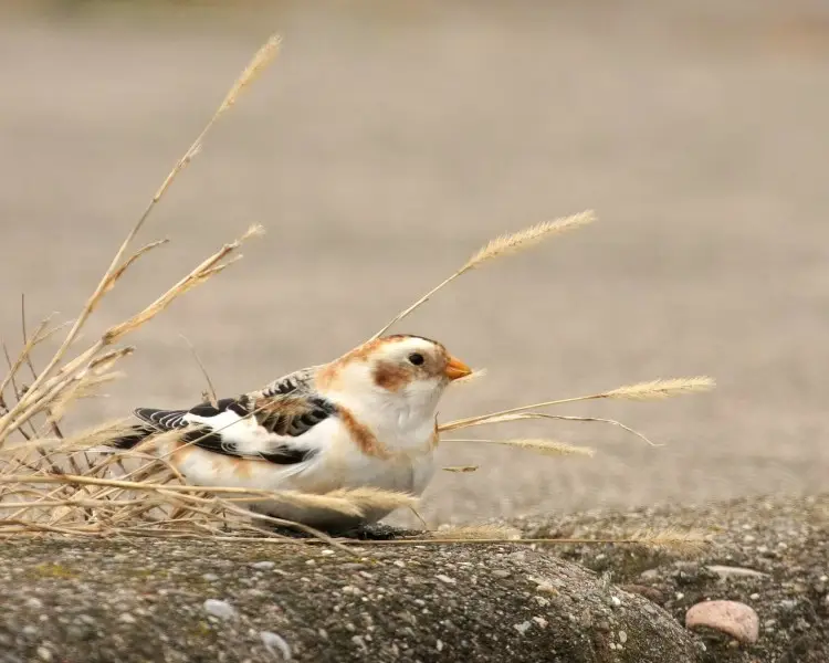 BuhosNo's tweet photo. Escribano nival (Plectrophenax nivalis)

Paseriforme de la familia Emberizidae habitante del ártico. Hay pequeñas poblaciones aisladas en los picos de las montañas en la región nórdica, incluyendo Escocia y en las Montañas San Elías en la frontera sur de Alaska https://t.co/JPfvhlwM17