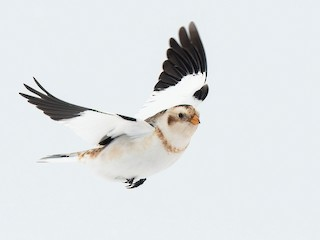 BuhosNo's tweet photo. Escribano nival (Plectrophenax nivalis)

Paseriforme de la familia Emberizidae habitante del ártico. Hay pequeñas poblaciones aisladas en los picos de las montañas en la región nórdica, incluyendo Escocia y en las Montañas San Elías en la frontera sur de Alaska https://t.co/JPfvhlwM17