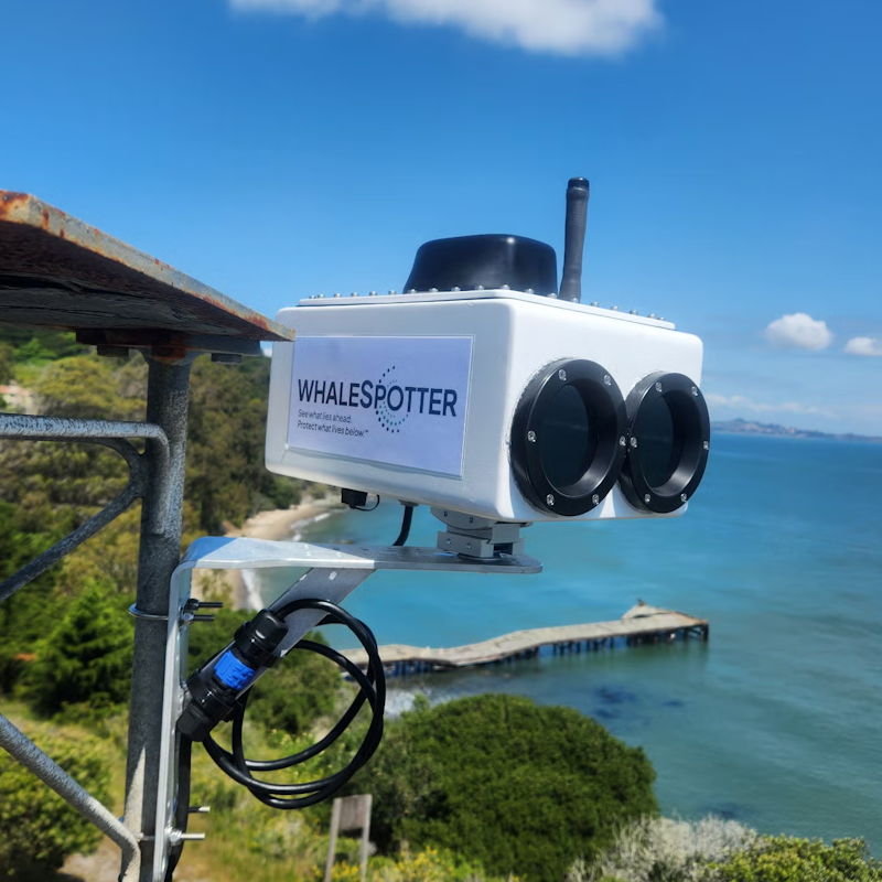 AI Is Helping Protect San Francisco’s Whales

Gray whales are increasingly entering San Francisco Bay to feed, putting them near busy ships. New AI cameras can 