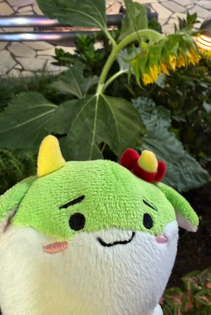 rrroio39m's tweet photo. 夏も過ぎて、穏やかに俯いている向日葵です！

#すくすく日和 https://t.co/XJQn30BXYM