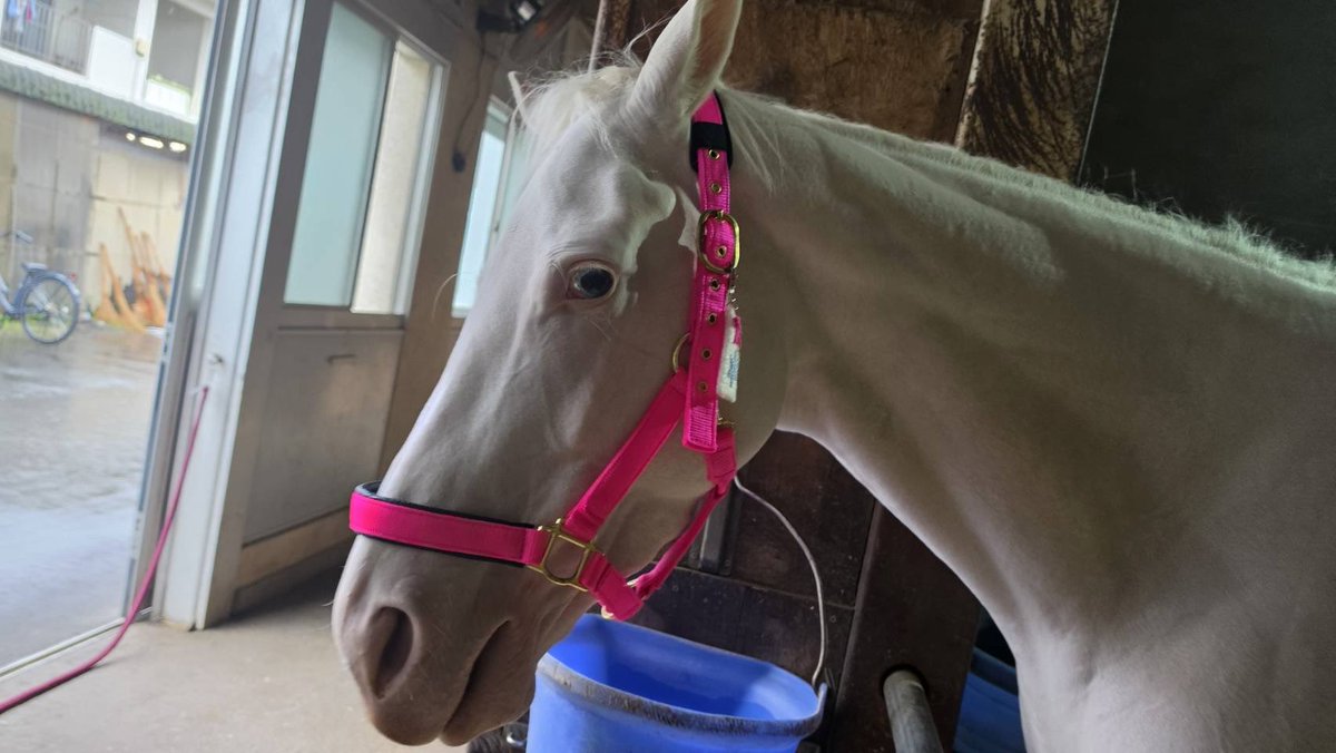 aorakipounam's tweet photo. 🏇川崎便り(スノーエルヴァ🩷)🐴
川崎競馬の佐藤博紀厩舎様からスノーエルヴァの元気な近況が届きました🩷
先週まで携わっていた馬が元気に過ごしてるのがわかるのはとても嬉しいですね🥰
とてもお利口みたいで一安心😮‍💨✨
なんと敏腕厩務員🩷さとみん🩷さんのおかげでお辞儀まで覚えてしまったようです🙂‍↕️

ファンの方に頂いた尻尾飾りやお守りもつけてみんなから愛されてるのがわかり胸熱です😍🫶
おニューのメンコも特注で作ってもらったみたいで準備万端🎭
レースに無事に頑張ってね🤩🤩
下記でエルヴァのメンコについて詳しく話してます😍
https://t.co/A5Oa2FcKIu
#アオラキファームあるふぁ #川崎競馬
#スノーエルヴァ #佐藤博紀厩舎
#お利口エルヴァ #ますます可愛いエルたん