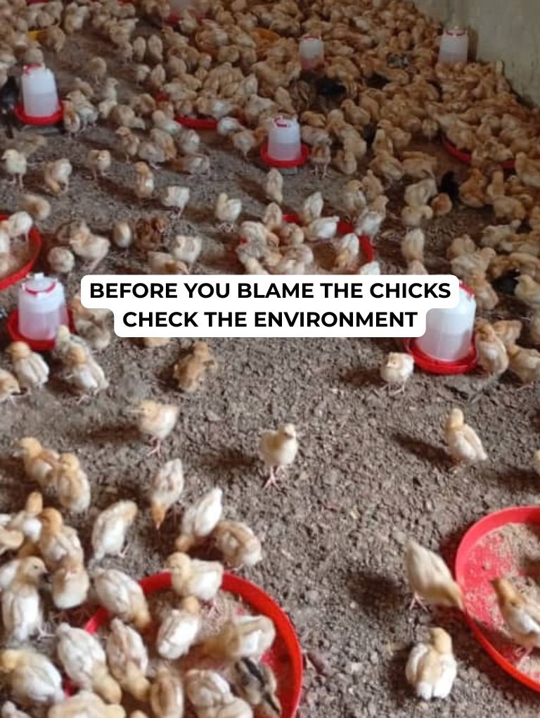tentagrow1's tweet photo. A chick that is not performing well is not always the problem.

Sometimes, the environment is.

Brooder temperature, ventilation, litter condition, access to feed and water, and stocking density can all affect how chicks behave and grow.

Healthy chicks need more than good feed. They need the right conditions to thrive.

Happy new week from Tentagrow.

#Tentagrow #growingtogether  #poultrymanagement  #empowerment