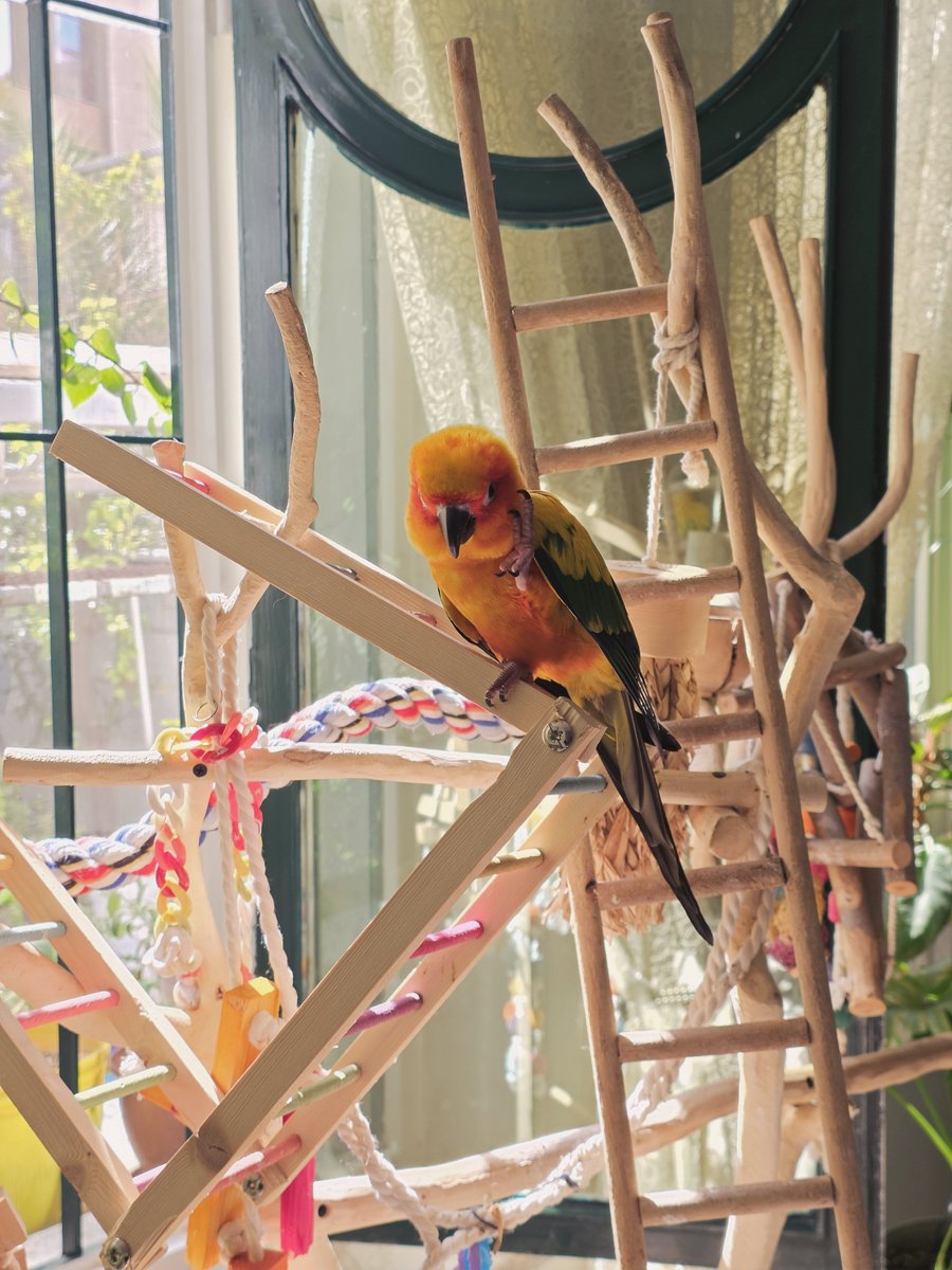Rimsh4a's tweet photo. نورِ دلانگیز، گیاهان سرسبز و ریکوی شیطون🦜 قابِ کوچکی از عشق، آرامش و زیبایی زندگی🥰
#Riko
#SunConure https://t.co/MQD8pOONHW