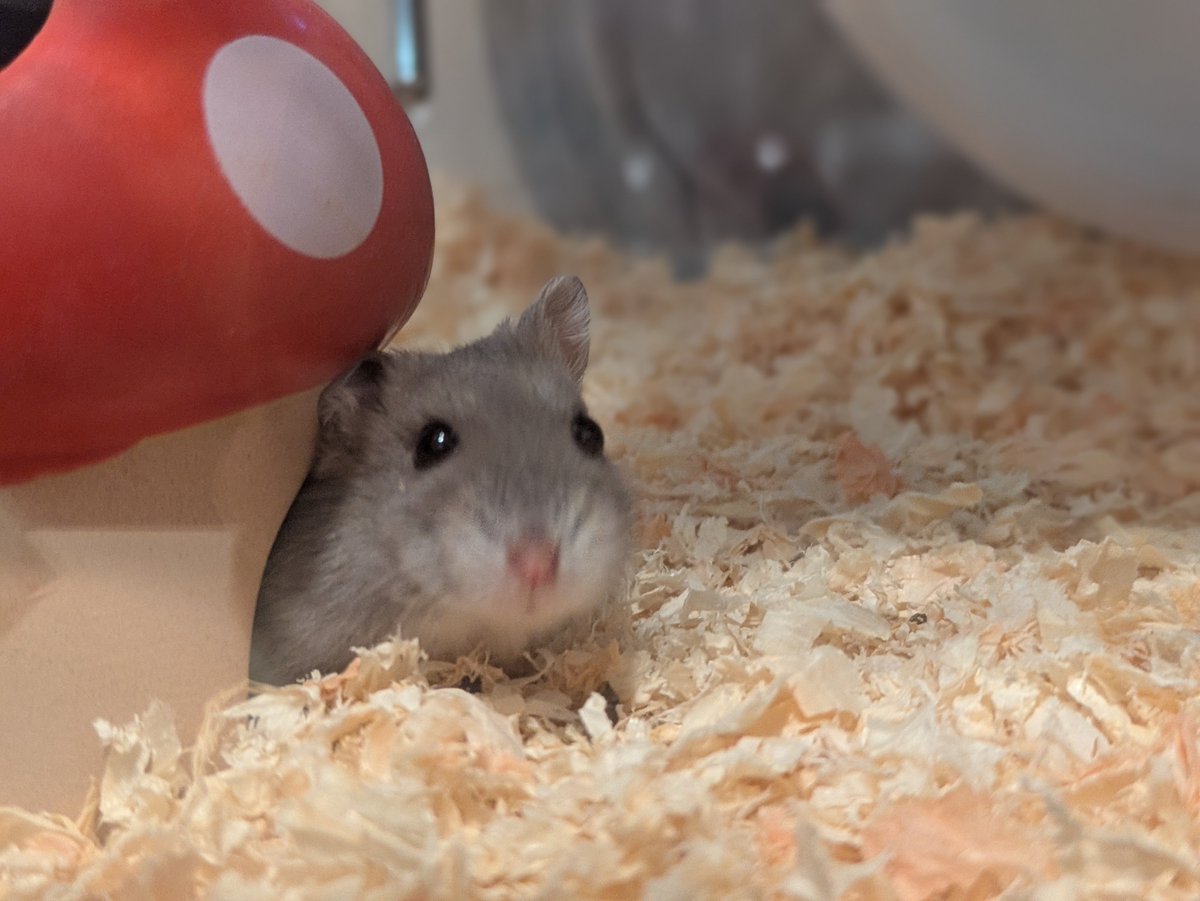 ukogitogohan's tweet photo. おかえり🐹 https://t.co/CasdUlp4nn