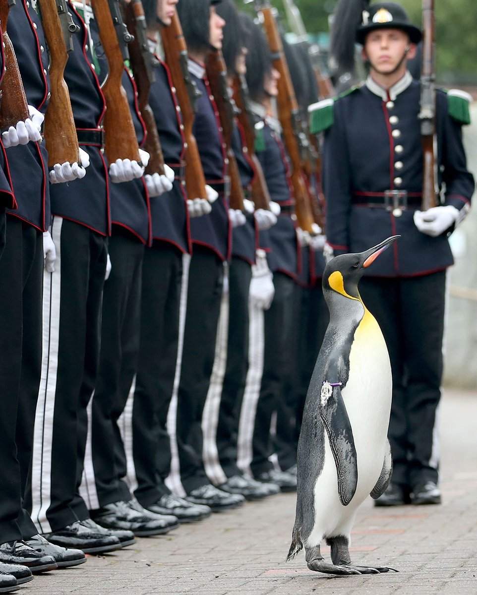 HumansNoContext's tweet photo. A penguin named Sir Nils Olav is an official Colonel-in-Chief of the Norwegian King's Guard.

He was knighted in a ceremony at Edinburgh Zoo, and even inspected the troops. 🐧🎖️ https://t.co/h33KwkqzhD