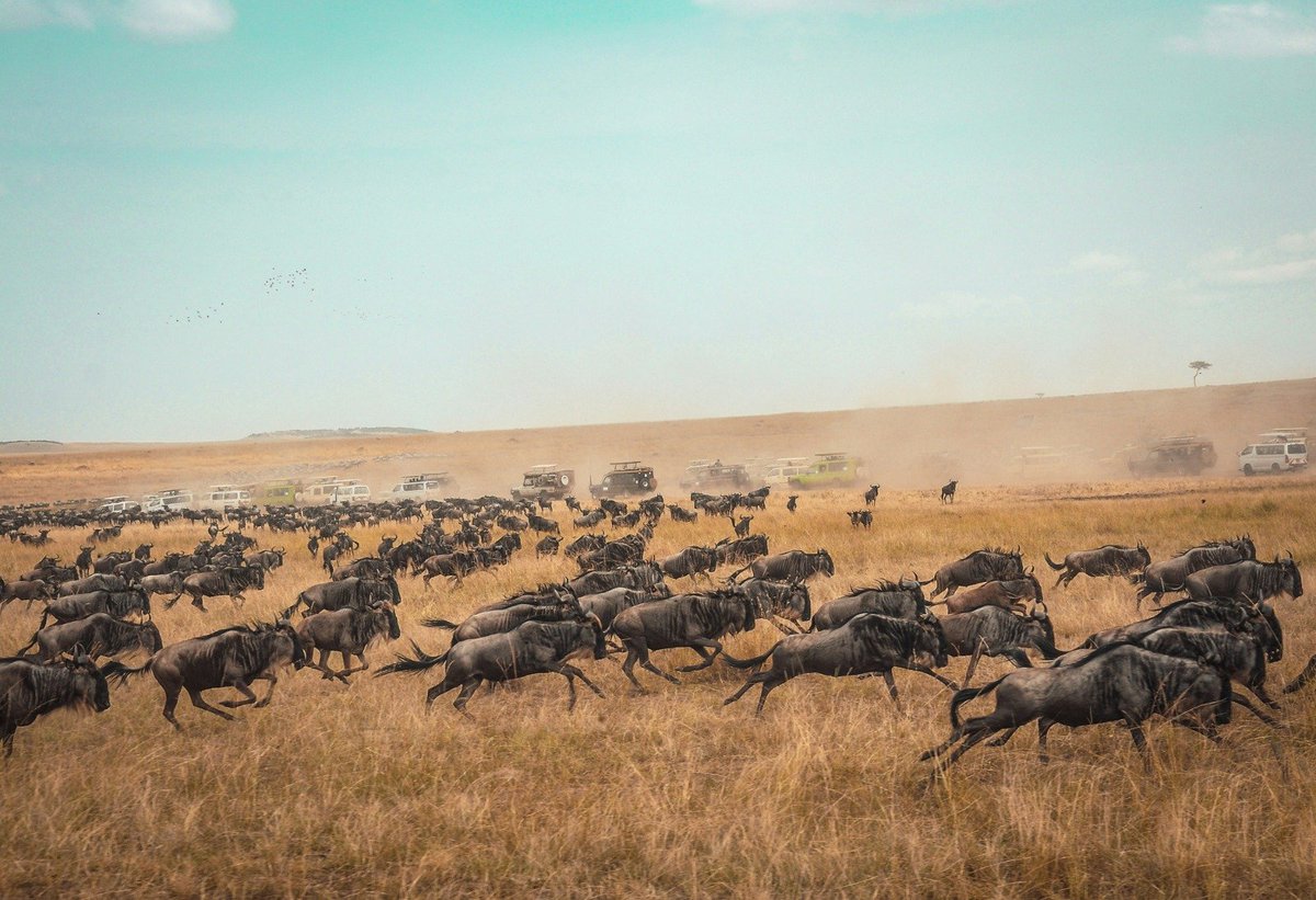 LoghanTravels's tweet photo. From breathtaking wildlife encounters and unforgettable game drives, to authentic Maasai culture and luxurious stays in the heart of the Mara, every moment tells a story.

Soar above the savannah in a hot-air balloon, enjoy a memorable bush dining experience under the African sky https://t.co/aEPshuOfeZ