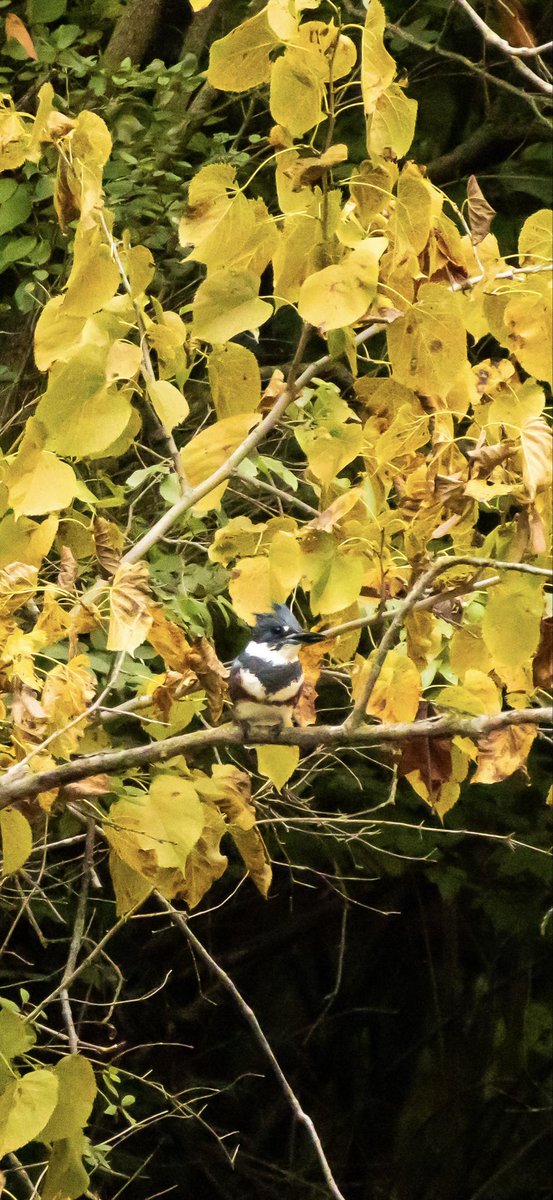 Michael_USMC's tweet photo. Belted Kingfisher

Female

Along the water, on her perch. 

Looking for prey fish on the waters surface. 🎣

#birds 
#beltedkingfisher 
#valforgestudios https://t.co/a24uZiwXrR