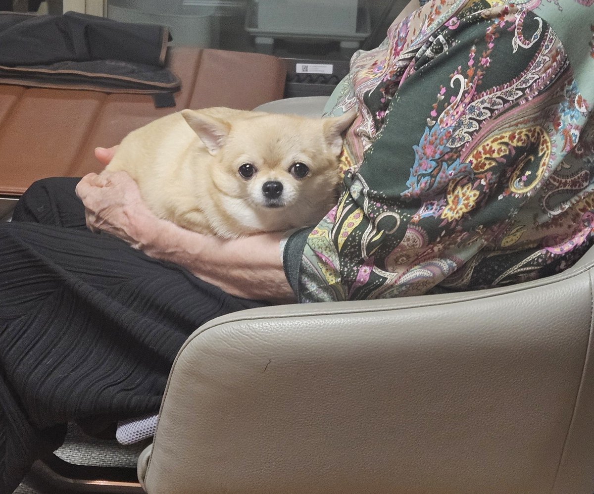 M1zuk4g4m1's tweet photo. 거실 청소기 미는데 무섭다고 할머니한테 안김 https://t.co/NPuuG6Wdrp