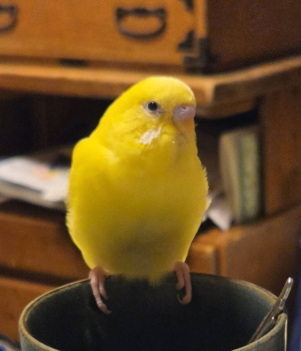 tasuku1914's tweet photo. セキセイインコを探しています
9月28日 11時頃にいなくなりました
まっ黄色で黒目です
「れもんちゃん」「フミコちゃん」「ミドリちゃん」「コムギちゃん」「ちゃんちゃん」
「〇〇ちゃ〜〜〜ん」と言います

#迷子鳥 #迷い鳥 #保護鳥 #神奈川県南足柄市 #セキセイインコ https://t.co/iI9BpGsPvO