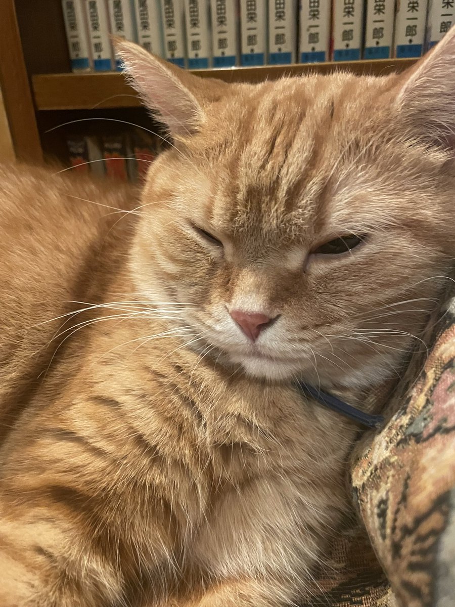 sora3sora3's tweet photo. 新宿三丁目のカフェアルルに行ってきました🐱茶柱くんも次郎長くんも元気でした。人気が出て、外に出たら沢山の人が並んでました。 https://t.co/yILBYoEugG