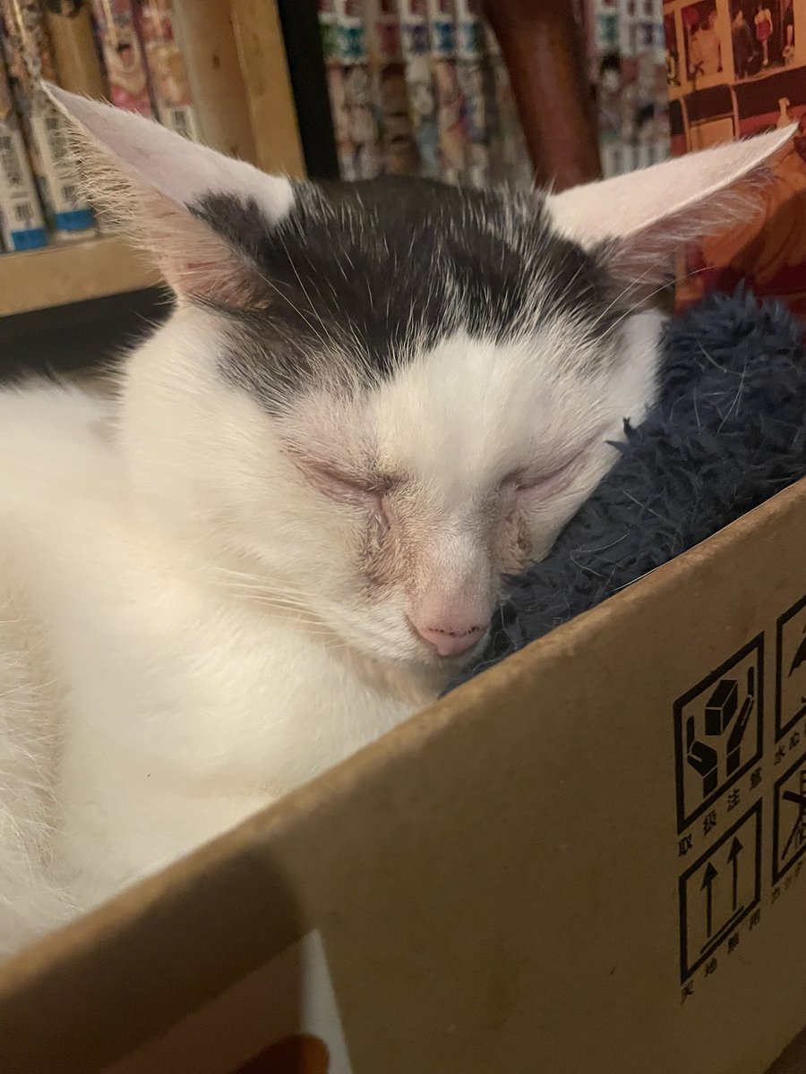 sora3sora3's tweet photo. 新宿三丁目のカフェアルルに行ってきました🐱茶柱くんも次郎長くんも元気でした。人気が出て、外に出たら沢山の人が並んでました。 https://t.co/yILBYoEugG