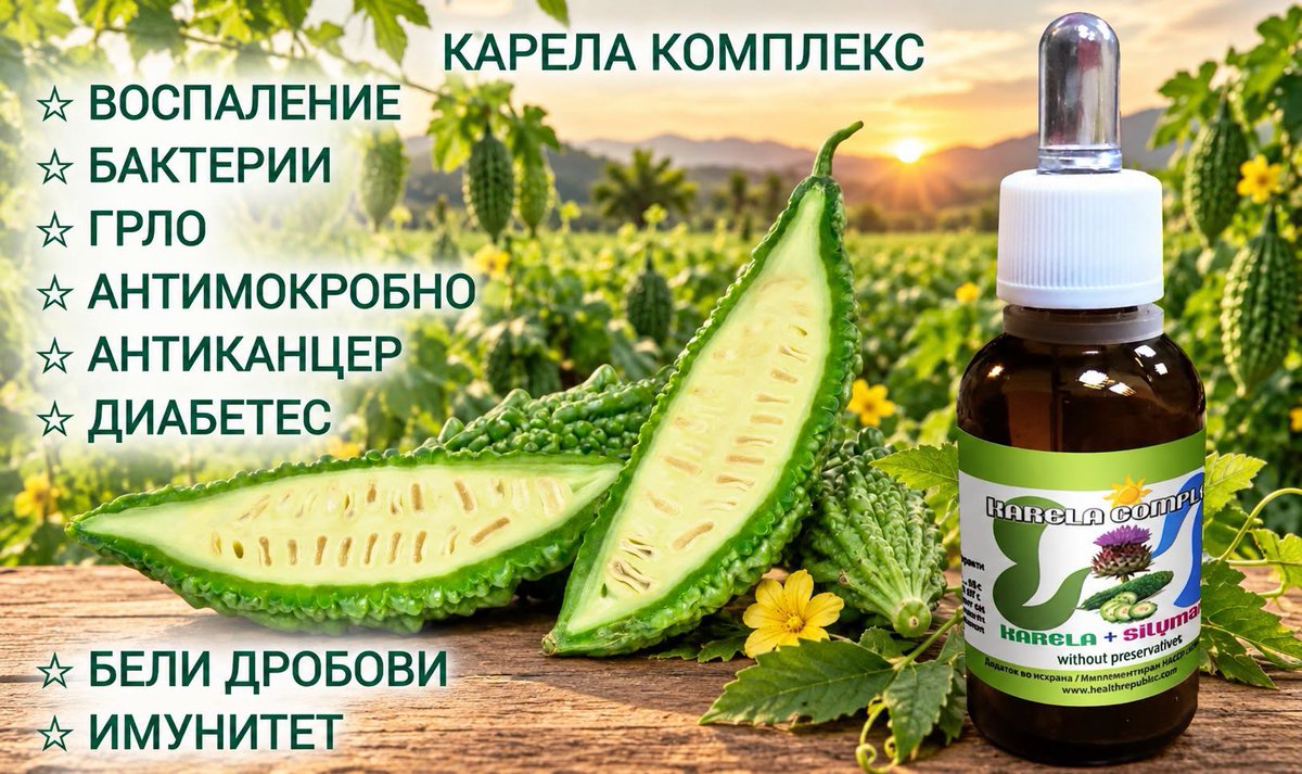 hrepublicmk's tweet photo. Карела ( Индиска Горка Диња) - Во Горчина Лежи Здравјето
Активните состојки на горчливата диња активираат механизми кои уништуваат малигни клетки.Горчлива диња или карела, латинско име momordica charantia, е едно од растенијата чија легендарна популарност е оправдана со научни истражувања.

Ова растение припаѓа на фамилијата на тропски и суптропски винова лоза, и расте претежно во Азија, Африка и Карибите.

Првобитното растение потекнувало од Индија, а во 14 век било пренесено во Кина, од каде започнало да се шири на други делови од светот.

Најпознат е по својот плод, кој се смета за едно од најгорчливите плодови во светот.

Плодот на горчливата диња е шуплив во пресек, со релативно тенок слој од месо што опкружува големо и рамно семе лоцирано во средината на овошјето.
Оваа чудна фабрика се користи со векови во азиската и африканската хербална медицина за низа здравствени придобивки.

Горчливата диња неодамна пристигна во западната медицина.
Но, тоа веднаш, со право, го привлече интересот на научниците заради голем број позитивни ефекти врз здравјето на луѓето, особено поради неговиот ефект врз малигните заболувања.

Бројни студии откриле дека активните состојки на сокот од диња го попречуваат метаболизмот на глукозата во клетките на ракот и ги изгладнуваат, лишувајќи го од потребниот шеќер.

Научниците од Универзитетот во Сент Луис откриле корисен ефект на месото од горчлива диња врз уништување на клетките на рак на дојка и спречување на нивно размножување.

Студија спроведена од научници од Центарот за истражување на рак, Универзитет во Колорадо, потврди дека сокот од горчлива диња има ефект на намалување на растот на тумори на панкреас.
Во оваа студија спроведена на глодари, се користеше сок од горчлива диња.

Сокот се користел на два начина: директно на културните култури или со замрзнување и потоа се меле во ситен прав, кој подоцна се користел за да се хранат глодарите.

Според резултатите од студијата, по 72 часа тестирање, бројот на туморски клетки е намален за 90% - 98% кај глодарите на кои им се дава сок од горчлива диња разреден во вода. Експертите сметаат дека овој ефект е фантастичен.

Кај глодарите кои се хранат со замрзнат сок во прав, имало 64 проценти намалување на туморските клетки, што е многу подобар ефект од хемотерапијата.
Покрај тоа, сокот од горчлива диња не предизвикува штетни несакани ефекти по кои е озлогласена хемотерапија.

Покрај ракот на панкреасот и дојката, откриено е дека сокот од горчлива диња помага при карцином на простата, црн дроб, дебело црево и дишни патишта.
Сокот исто така спречува ширење на леукемија и невробластом - невроендокрин тумор - и ги подобрува имуните клеточни функции кај луѓето кои страдаат од рак.

Неговиот ефект на лекување го припишуваат научниците на гликопротеин лектинот, кој оваа горчлива храна го содржи во големи количини.
По активност е слична на инсулинот бидејќи го намалува нивото на гликоза во крвта и делува како имуномодулатор.

Покрај горенаведените ефекти врз клетките на ракот, сокот од горчлива диња ...
штити од маларија
делува антивирусно
го олеснува варењето на храната
помага при дијабетес
помага при губење на тежината
ги уништува цревните паразити
го забрзува заздравувањето на изгорениците

Акција:
Карела Комплекс 2+1 Гратис = 2499 ден + 150 ден достава до дома
Нарачајте Веднаш на 075 217 397