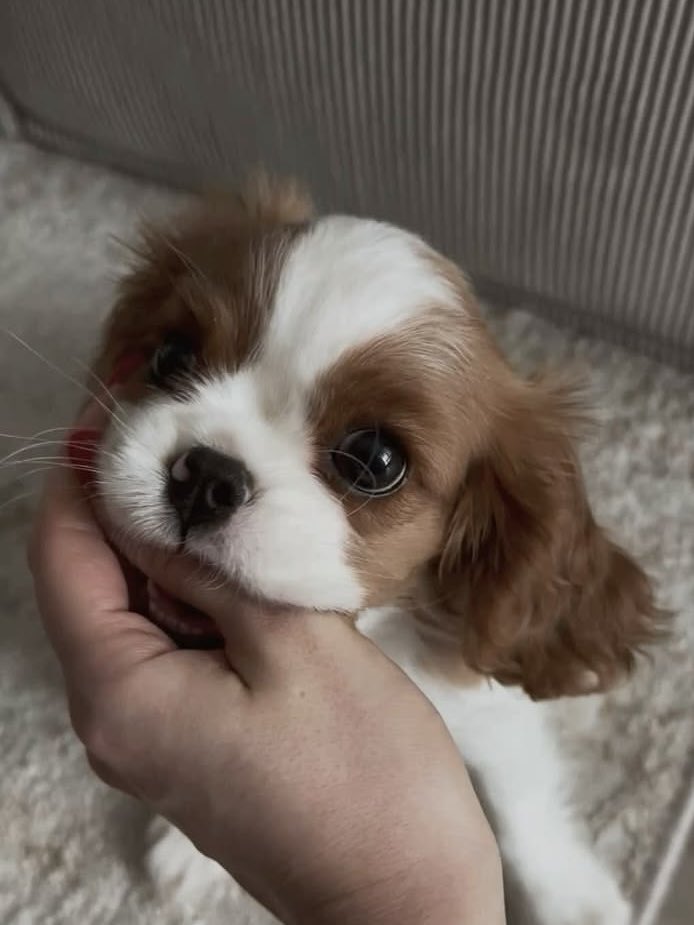 fmtm92's tweet photo. Depthの深澤さん、わんこすぎる🐶 https://t.co/tRw0Ix06qV