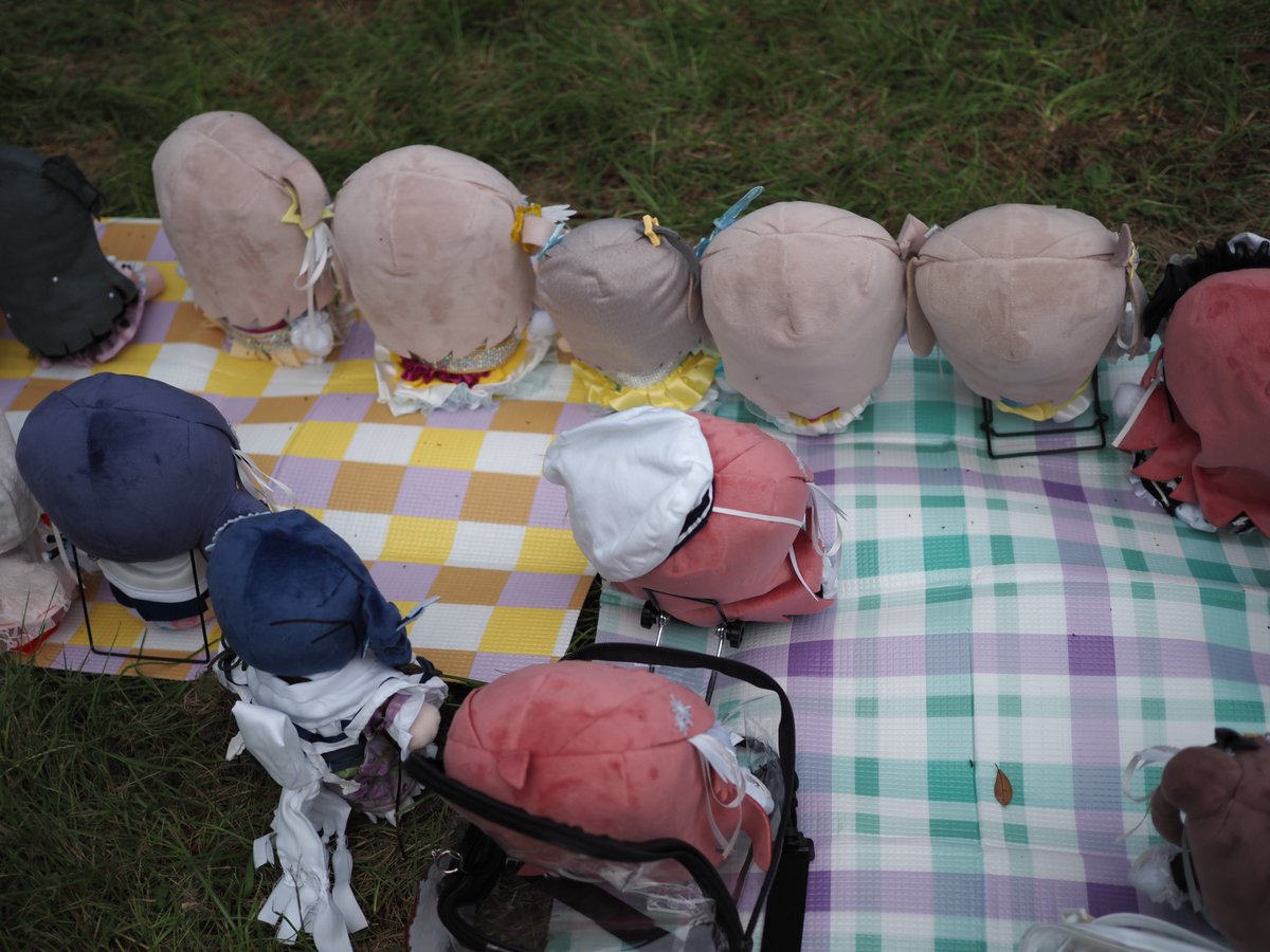 icmcawolu's tweet photo. ぬいの後頭部が並んでるのめっちゃいいなって撮ったやつ

#MSCフォトセッション
#もちほわがいっぱい見れるタグ https://t.co/RRyWlHr5L6
