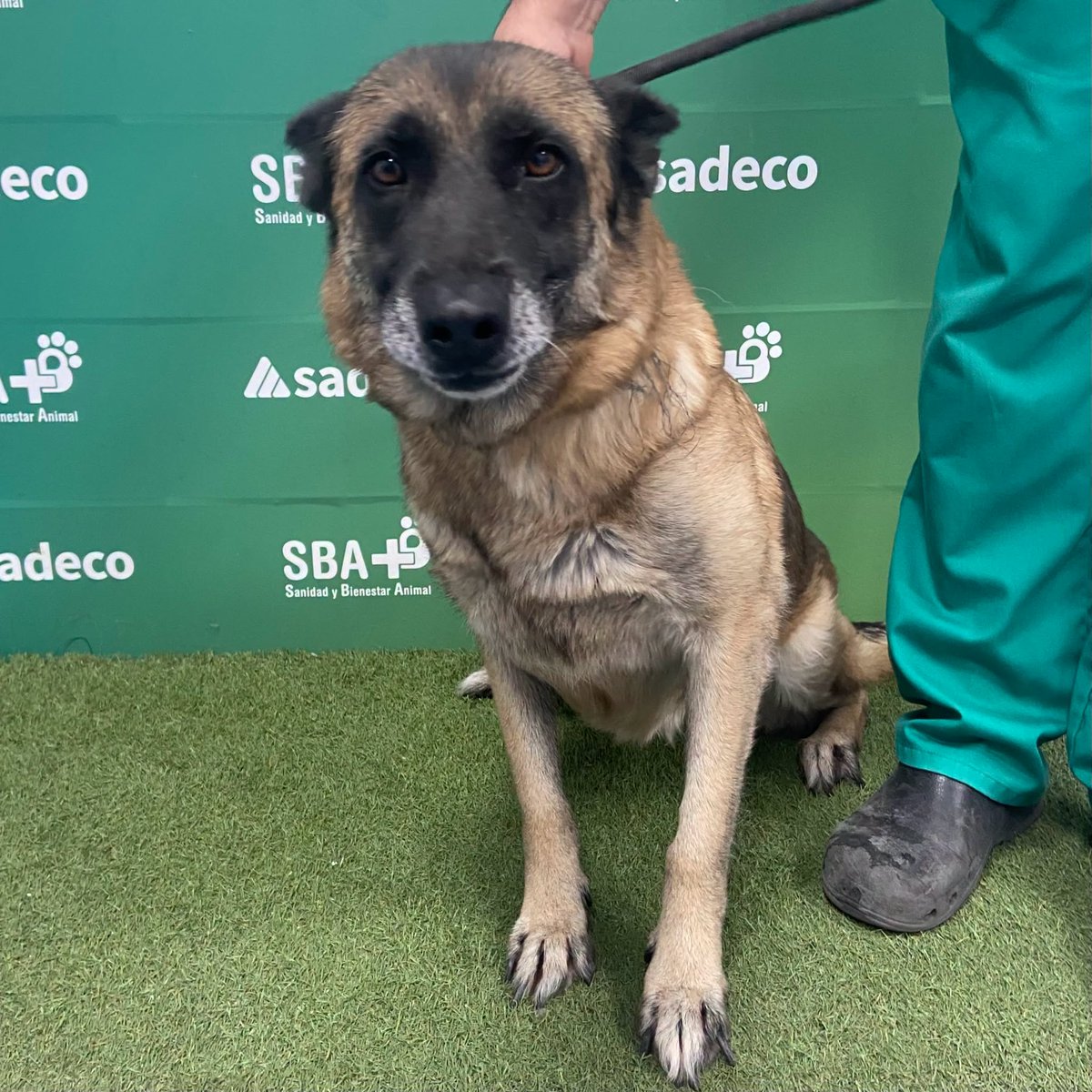 SosAbuelos1's tweet photo. #CÓRDOBA
#XENA es esta perrita de 22 kg y 8 años que ha acabado en la perrera

Buenecita y muy sociable. A ver si la pobre tiene suerte y pronto deja atrás las rejas para encontrar una familia que la quiera.

Está en el Box 16

Contacto: 957 05 31 53 // buzon@sadeco.es https://t.co/zja6K1ckf2