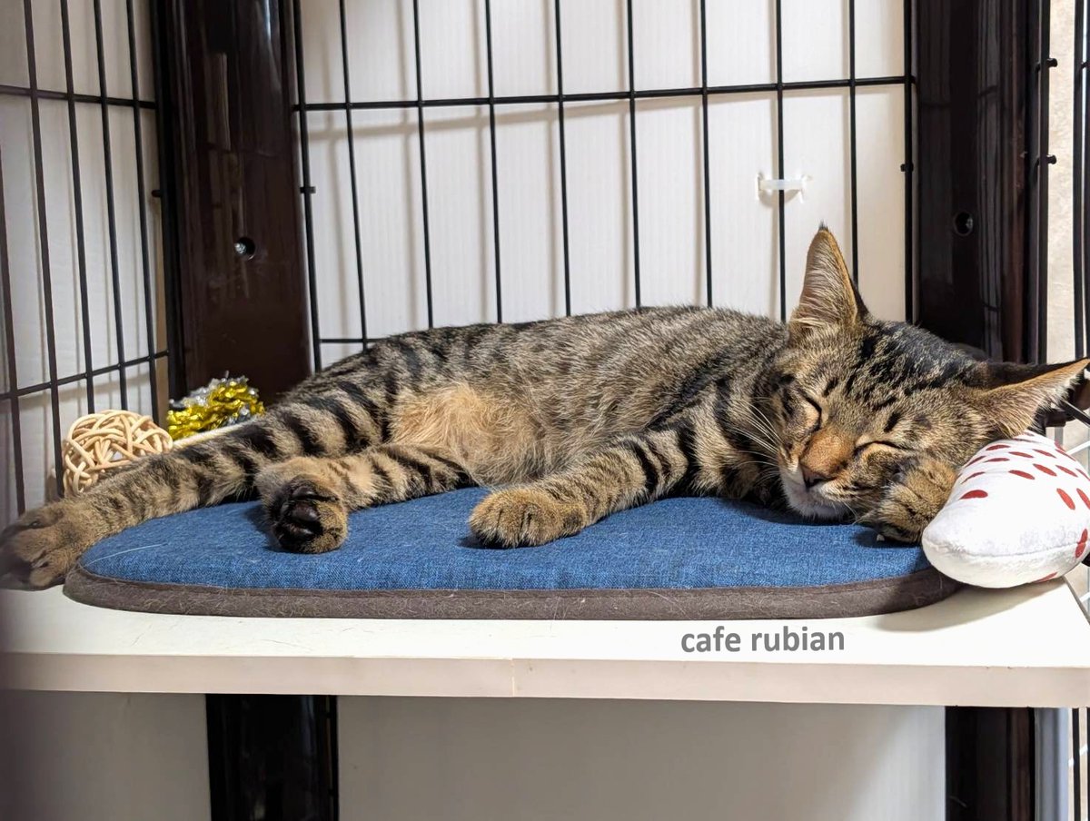cafe_rubian's tweet photo. 枕上手に使ってる

#保護猫 #猫 #キジトラ #子猫 #猫好きさんと繋がりたい #猫のいる生活 #猫のいる暮らし #預かりボランティア #Cat #catlife https://t.co/0BuuIHjtlc