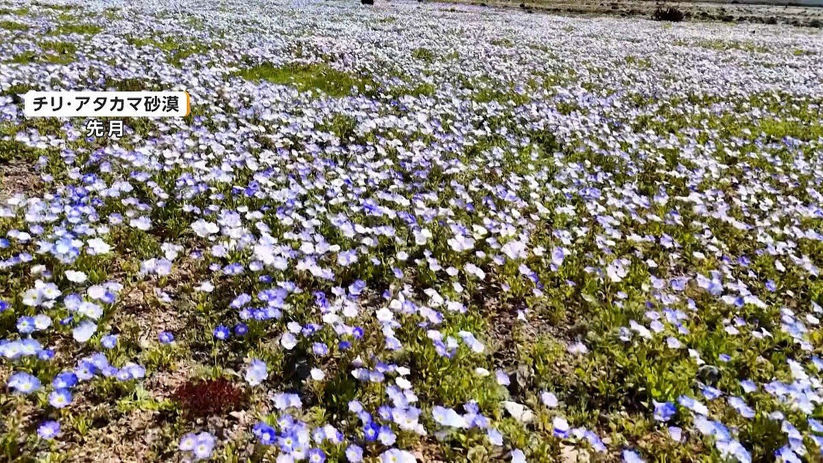 livedoornews's tweet photo. 【異常気象】チリ・アタカマ砂漠、休眠状態の種・球根が一斉に芽吹く
https://t.co/cbmfD4iWCV

「デシエルト・フロリド（花咲く砂漠）」と呼ばれる、数年に一度見られる奇跡的な現象。休眠していた様々な植物の種や球根が、エルニーニョ現象がもたらした大雨により、一斉に芽吹いたという。 https://t.co/yfuyphdMKC