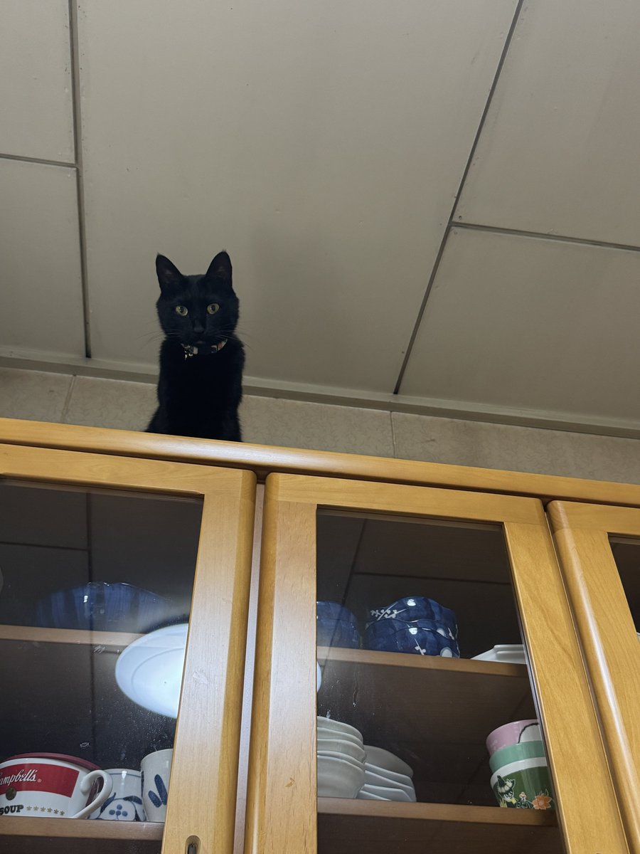 Splatoonmendako's tweet photo. 絶賛、猫様に見下ろされてます https://t.co/lqqsSMGA2J