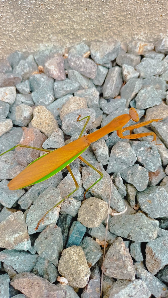 YB125sp5's tweet photo. 今度はカマキリ!!
しかも2匹！
我が家に突然現れた！

北海道でもカマキリ繁殖し始めたとか聞いてたけどね...

北海道で初めて見た´-`) https://t.co/2Mzq04j03x