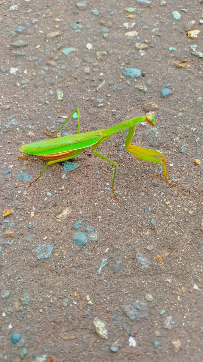 YB125sp5's tweet photo. 今度はカマキリ!!
しかも2匹！
我が家に突然現れた！

北海道でもカマキリ繁殖し始めたとか聞いてたけどね...

北海道で初めて見た´-`) https://t.co/2Mzq04j03x