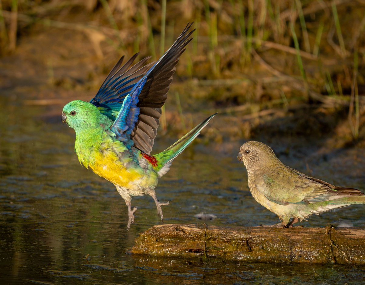 ThingsCanberra's tweet photo. A pair of red rumped parrots at the Arboretum https://t.co/NcKFaFI6aZ