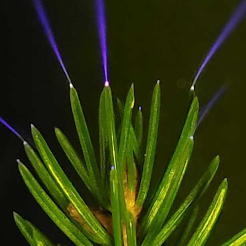 interesting_aIl's tweet photo. Tree branches can produce their own tiny electrical sparks during storms

The weak corona discharges were detected moving between leaves and along branches as the trees responded to the storm's electric field https://t.co/7SboC7UjZS