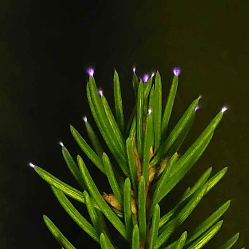 interesting_aIl's tweet photo. Tree branches can produce their own tiny electrical sparks during storms

The weak corona discharges were detected moving between leaves and along branches as the trees responded to the storm's electric field https://t.co/7SboC7UjZS