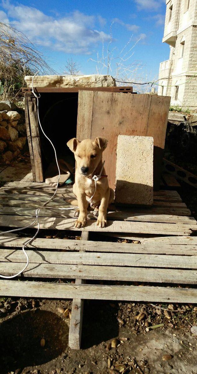 DOGGOLEBANON's tweet photo. Morning CT
HOW $DOGGO MEMECOIN WAS FOUNDED 
Born on a roof in Sebhel, North Lebanon 🇱🇧🏠
It was raining 🌧️
A litter of 11 🐾🐾 pups 🐶 
ONE SURVIVED 🐕
Papou Brought that pup 🐶 home to Zeina-Mari ❤️
One person who fell in love. 💫
Zeina-Mari &amp; $DOGGO 🧡
Loyalty unmatched. 🤝🔥 https://t.co/AAXmxuHwc7