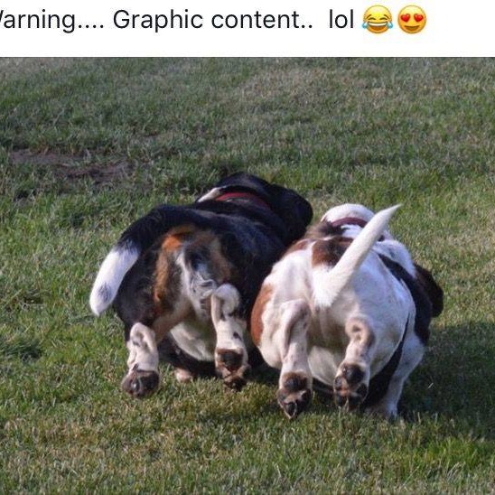 michaelmillero7's tweet photo. Warning: graphic content. Who loves Basset Hounds? Follow us @BassetHoundLoverUSA. All rights reserved by their respective owners. https://t.co/RlqeMlBeP7