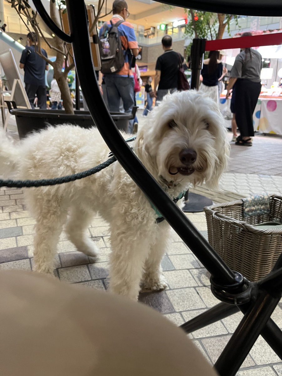 ryo____u's tweet photo. 「きっとこれからたくさん会えるから、またその時に仲良くしてくれるといいな」という距離感でいたら、ミルちゃんは走り抜けて去っていってしまったよ。やっぱり、その時、その瞬間を大切にしないとダメなんだ。ミルちゃん、またね。今度は仲良く遊ぼうね。 https://t.co/MvtzPahV16