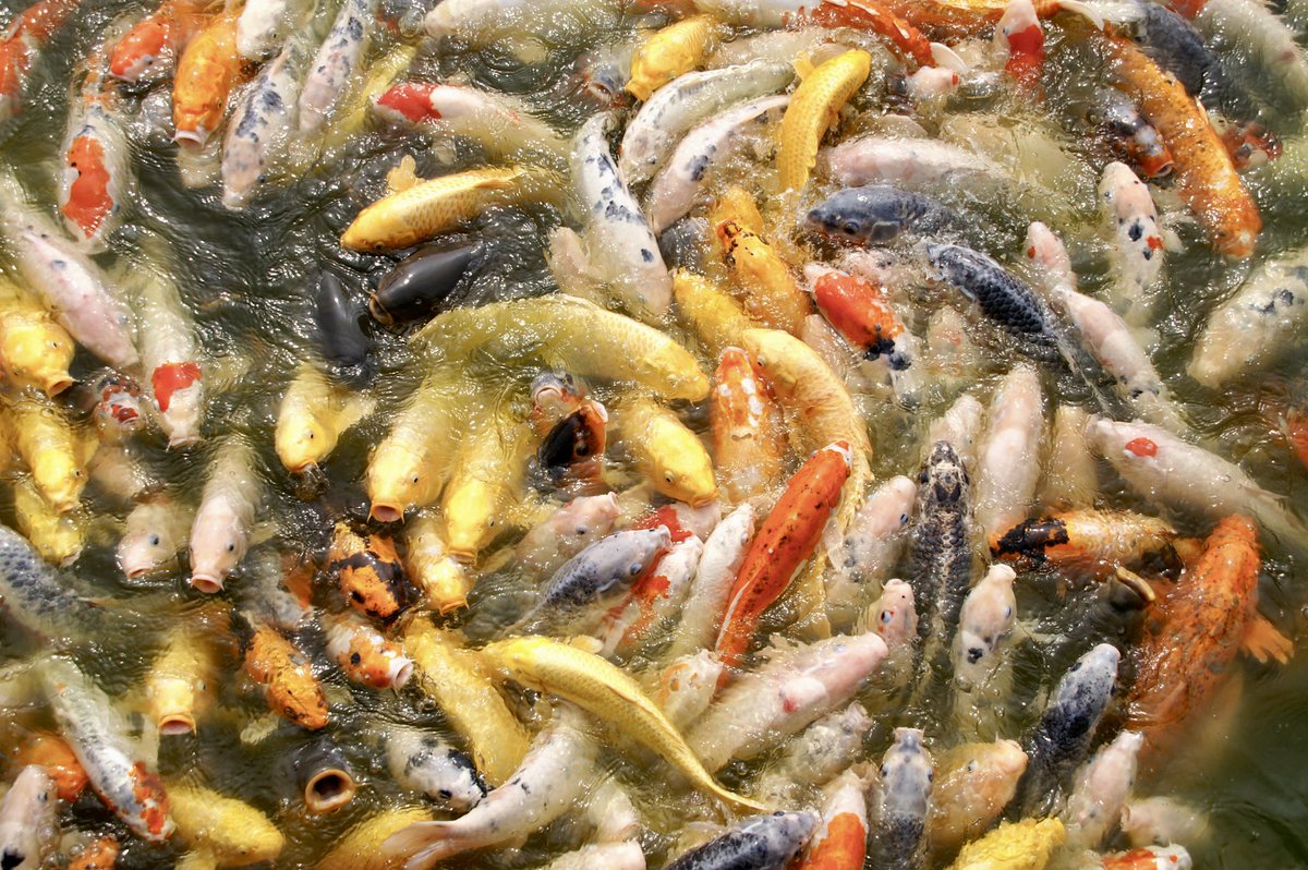 HamaTomoPhoto's tweet photo. 印旛沼の決壊で被災した谷養魚場ではこんな楽しいところです。
復活してくれることを願っています。 https://t.co/dPAjnr1nxD