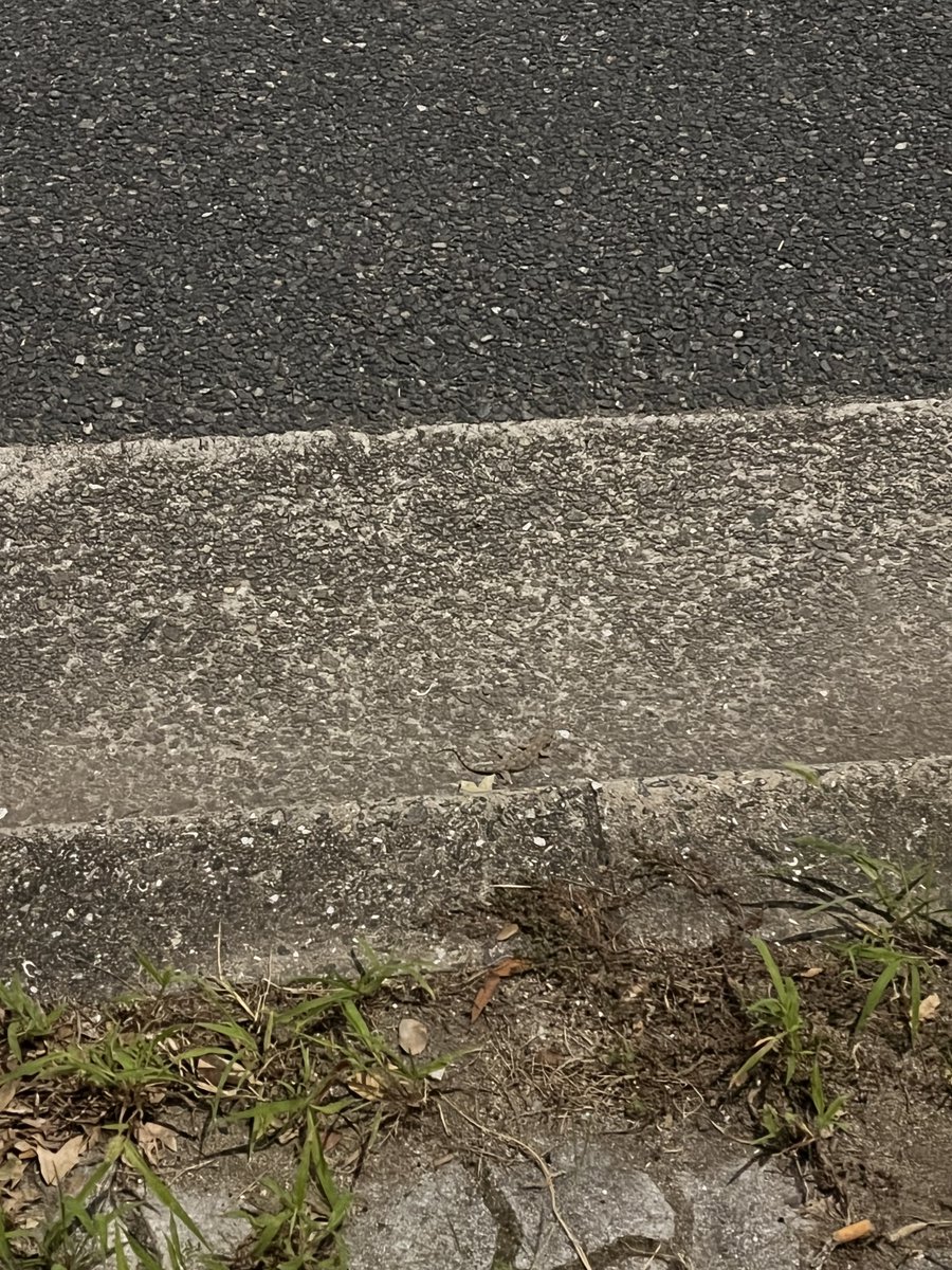 st_Neg1's tweet photo. 祢宜のワクワク新生活14日目
絶賛風邪気味でツライドン
これは飛び出してきたヤモリ⬇️ https://t.co/Ckvpee6sWR