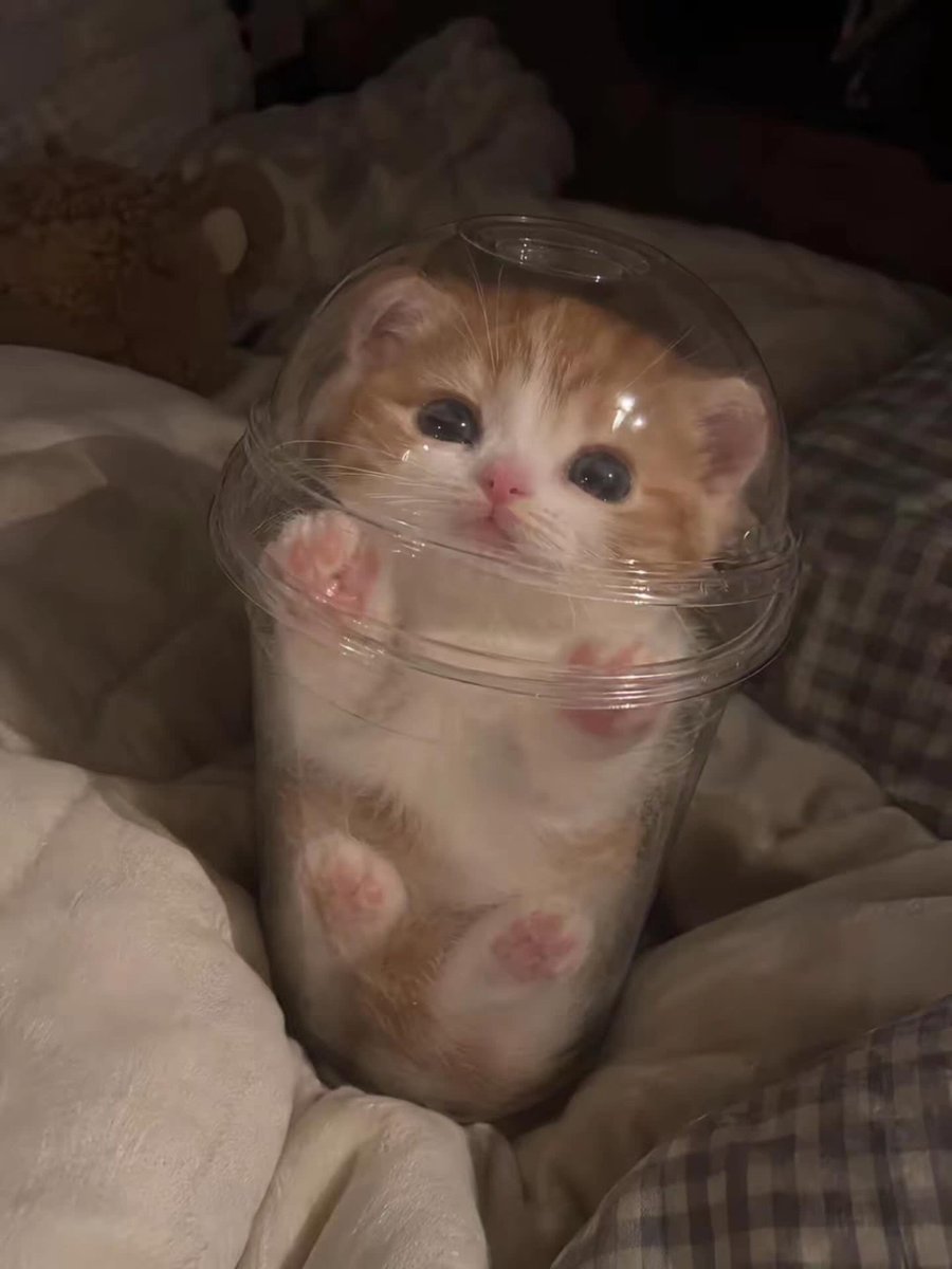 catsworldaura's tweet photo. https://t.co/rnxmRwogmr