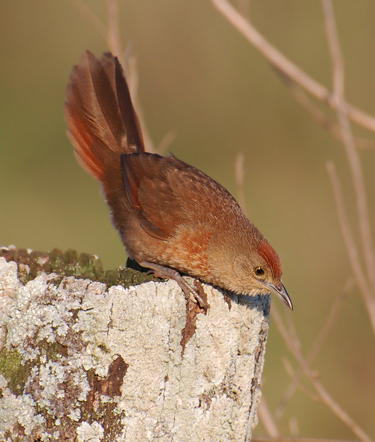brasil_aves's tweet photo. 🇧🇷Tio-tio
🌎Phacellodomus striaticollis
Conservação: Pouco Preocupante

O tio-tio é uma ave passeriforme da família Furnariidae. Também chamado de carrega-pau.

📷 Caco Schwertner https://t.co/TbbxQSS8Gt
