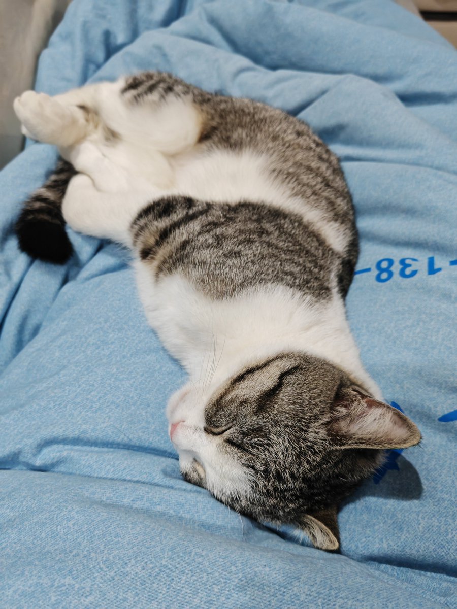 parkerabby91595's tweet photo. My lazy Sunday evening: warm tea, a good book, and my cat curled up right on my lap—perfect little moments that make home feel like paradise.， https://t.co/rSbp9fL2Z2