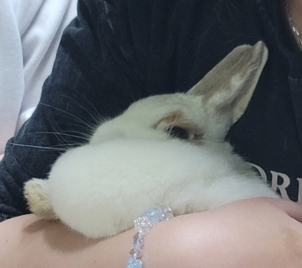 moroong21's tweet photo. 목털 보용한사진들 https://t.co/Df5UoiYnKo