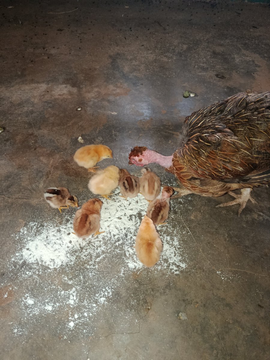 MusembiFarmKe's tweet photo. The Naked-Neck hen delivered! 

​Out of the 10 eggs, 9 hatched. 1 chick was lost accidentally in the nest, she’s now raising 8 strong chicks.

​Since we don't rely on commercial starter feeds, here is the low-cost, high-protein natural ration we feed our chicks on the first days 🧵👇1/2