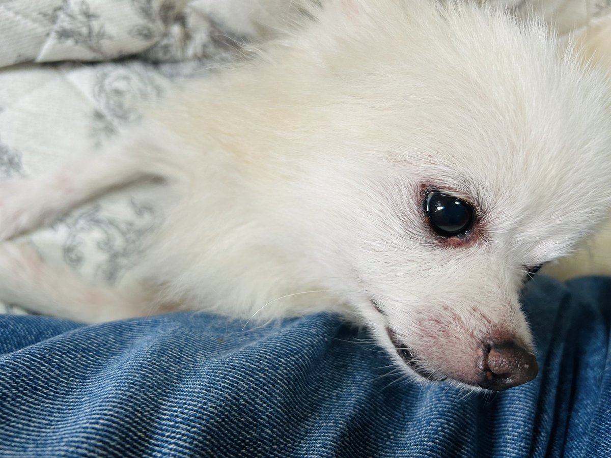 boomeru33's tweet photo. フットネイルしてもらってる時、ずっとそばに居てくれた子🐶
うちのわんこ13kg・にゃんこ5Kgに慣れてるから、2.5kgって軽くて小ちゃくて、とってもかわいかった💜 https://t.co/HEsEjNDexQ