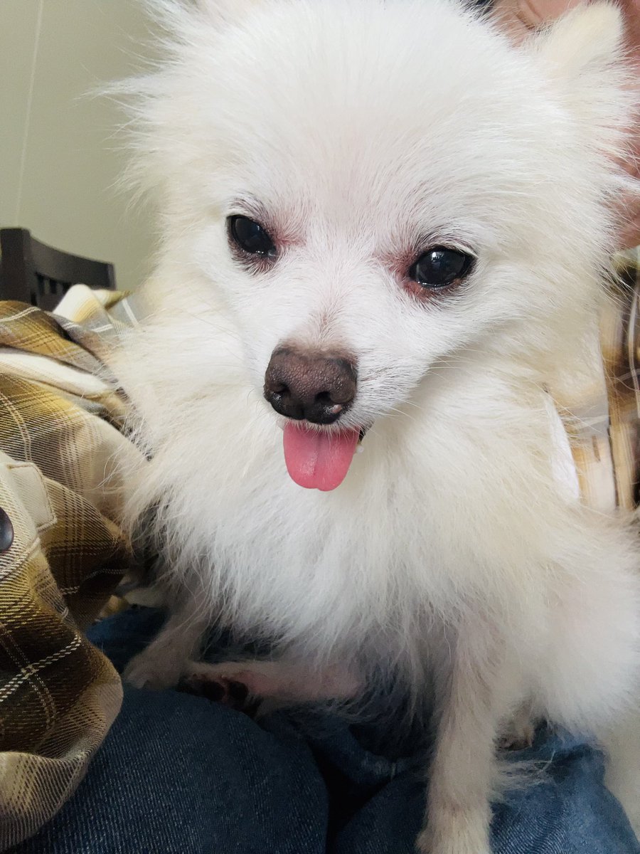 boomeru33's tweet photo. フットネイルしてもらってる時、ずっとそばに居てくれた子🐶
うちのわんこ13kg・にゃんこ5Kgに慣れてるから、2.5kgって軽くて小ちゃくて、とってもかわいかった💜 https://t.co/HEsEjNDexQ