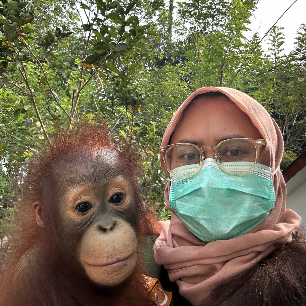 indiratendi's tweet photo. Ada yang tertarik jadi animal keeper orangutan &amp; kerja bareng aku?

Yuk yuk kirim surat lamaran &amp; CV ke rekrutmen@orangutan.id 

Penempatan di Berau, Kalimantan Timur https://t.co/r89YkLG2ED