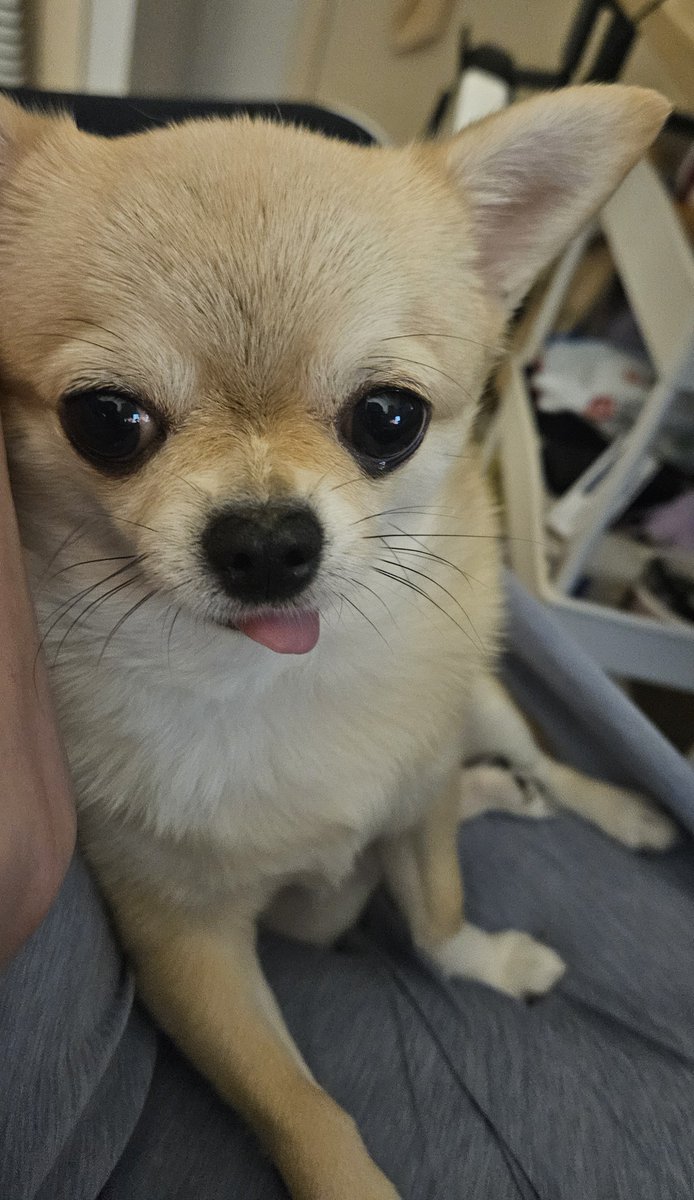 M1zuk4g4m1's tweet photo. 할무니한테 대들어서 강제 연행당하고 약간 화남 https://t.co/7SLCRPM9k8